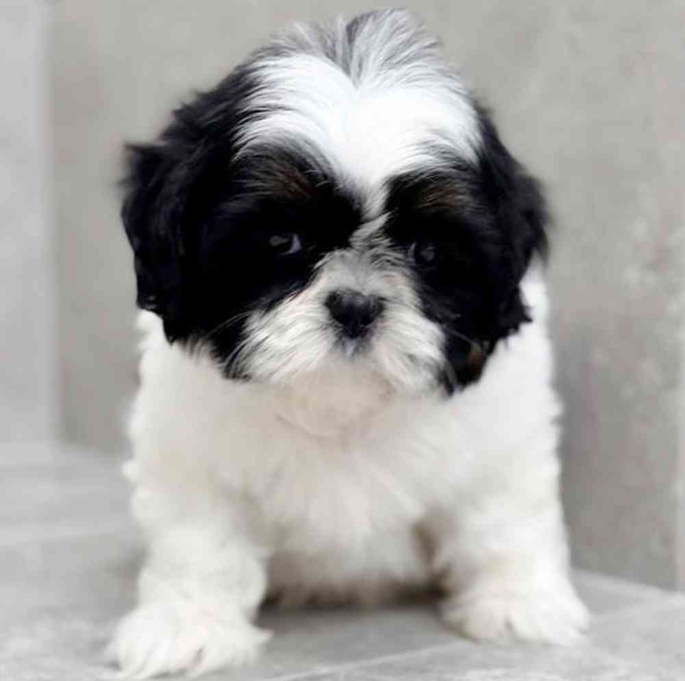 Image of a pet breed in the gallery