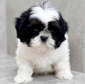 Shih Tzu