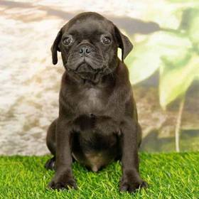 Pug