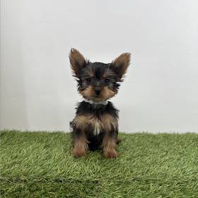 Yorkie