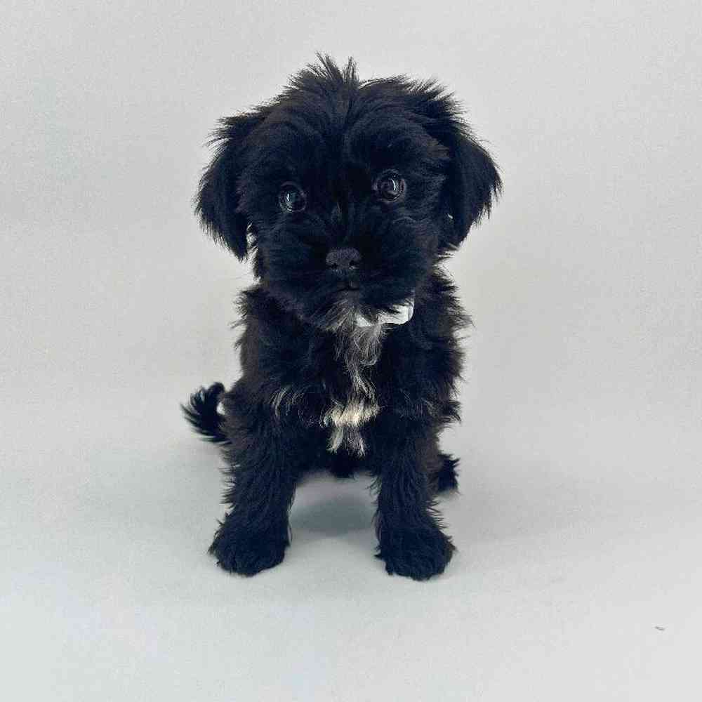 Image of a pet breed in the gallery