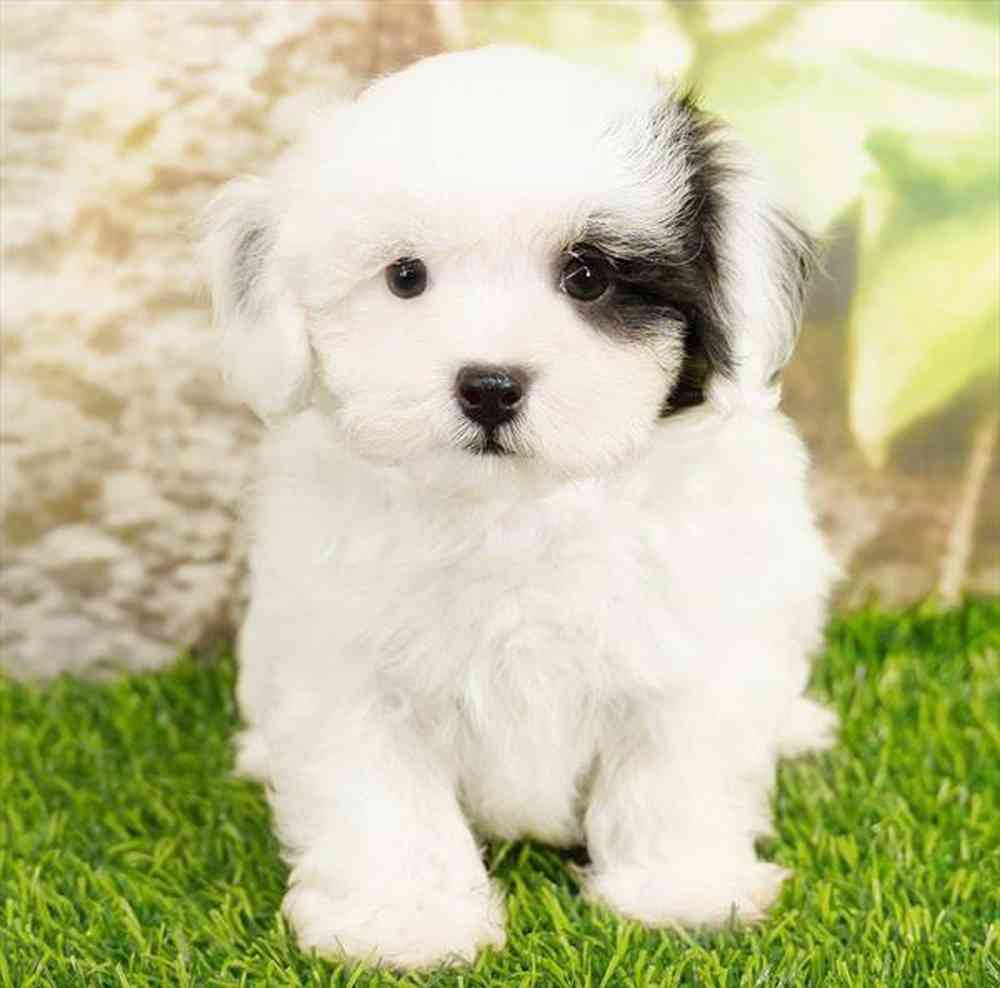 Image of a pet breed in the gallery