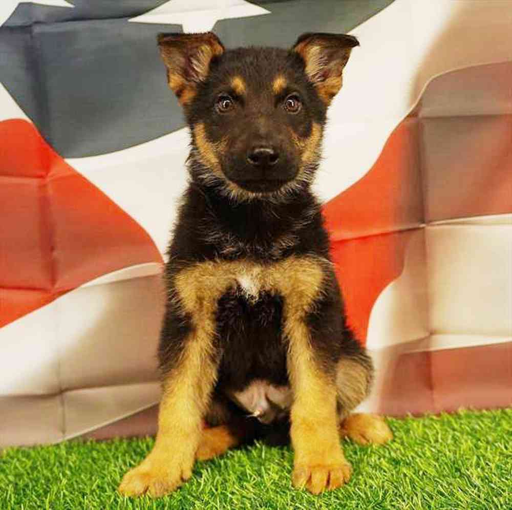 Image of a pet breed in the gallery