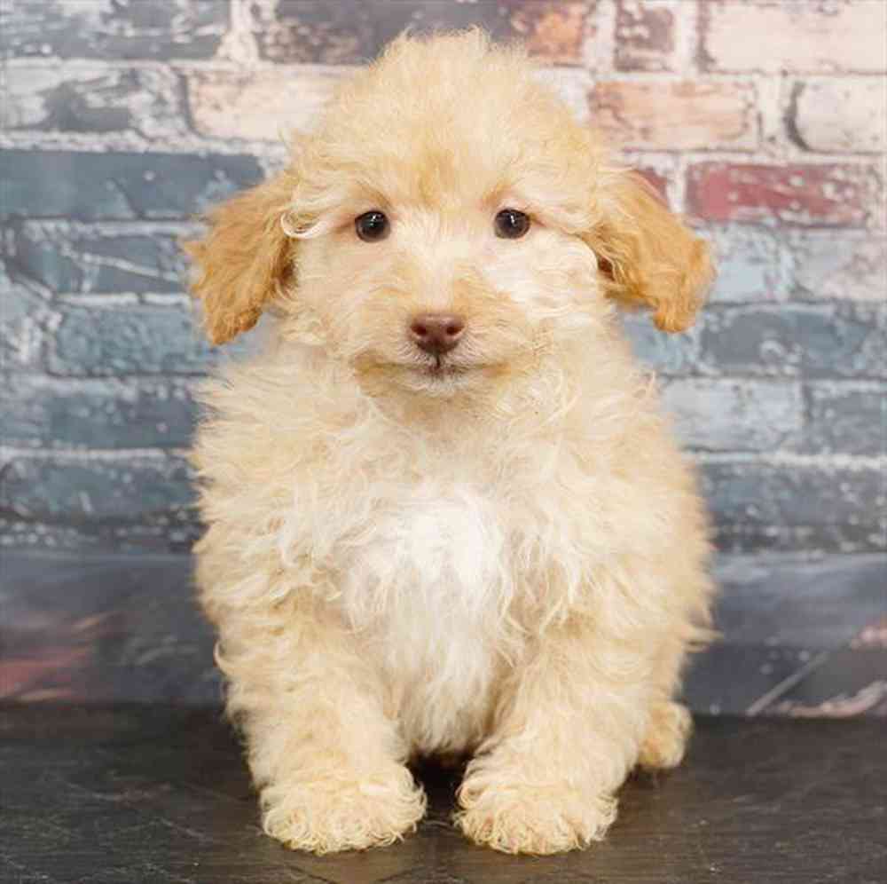 Image of a pet breed in the gallery