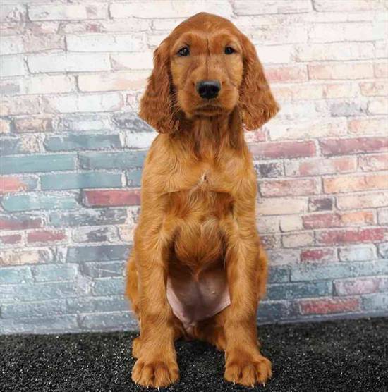 Irish Setter