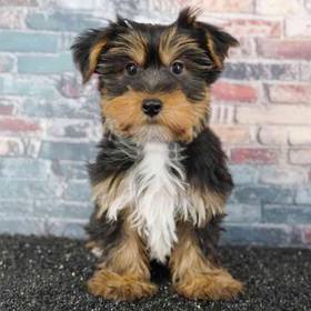 Yorkie