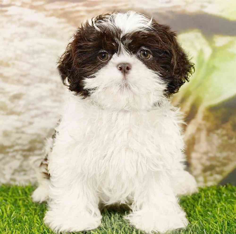 Image of a pet breed in the gallery