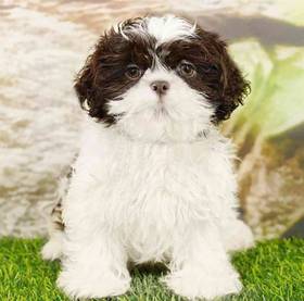 Shih Tzu