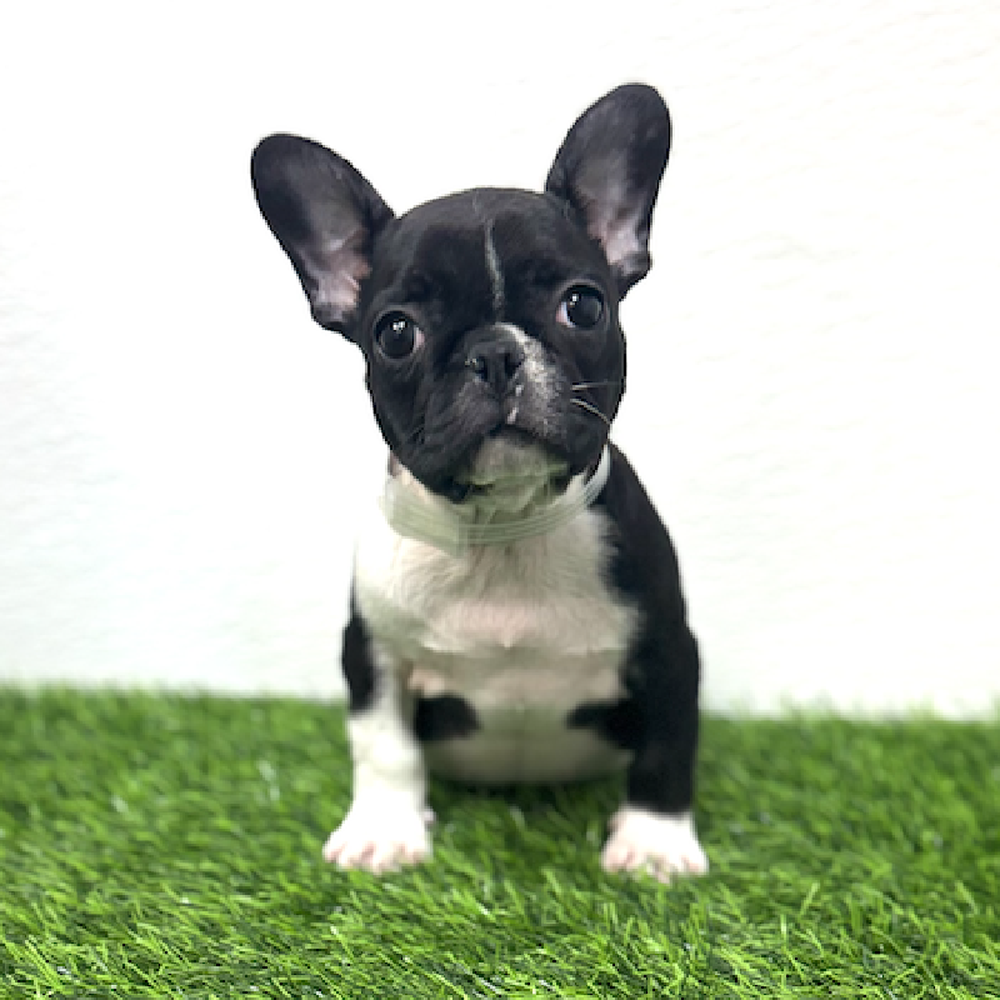 Image of a pet breed in the gallery