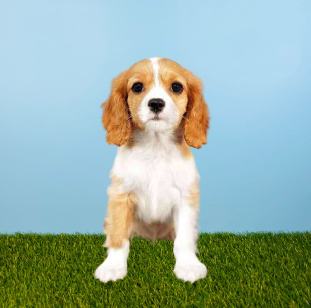 Female Cavalier King Charles Spaniel Puppy for Sale in Tolleson, AZ