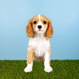 Cavalier King Charles Spaniel