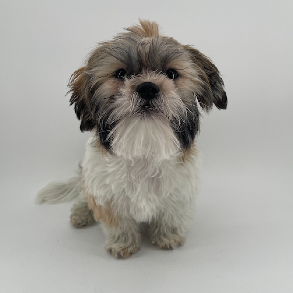 pet breed image