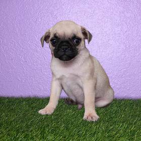 Pug