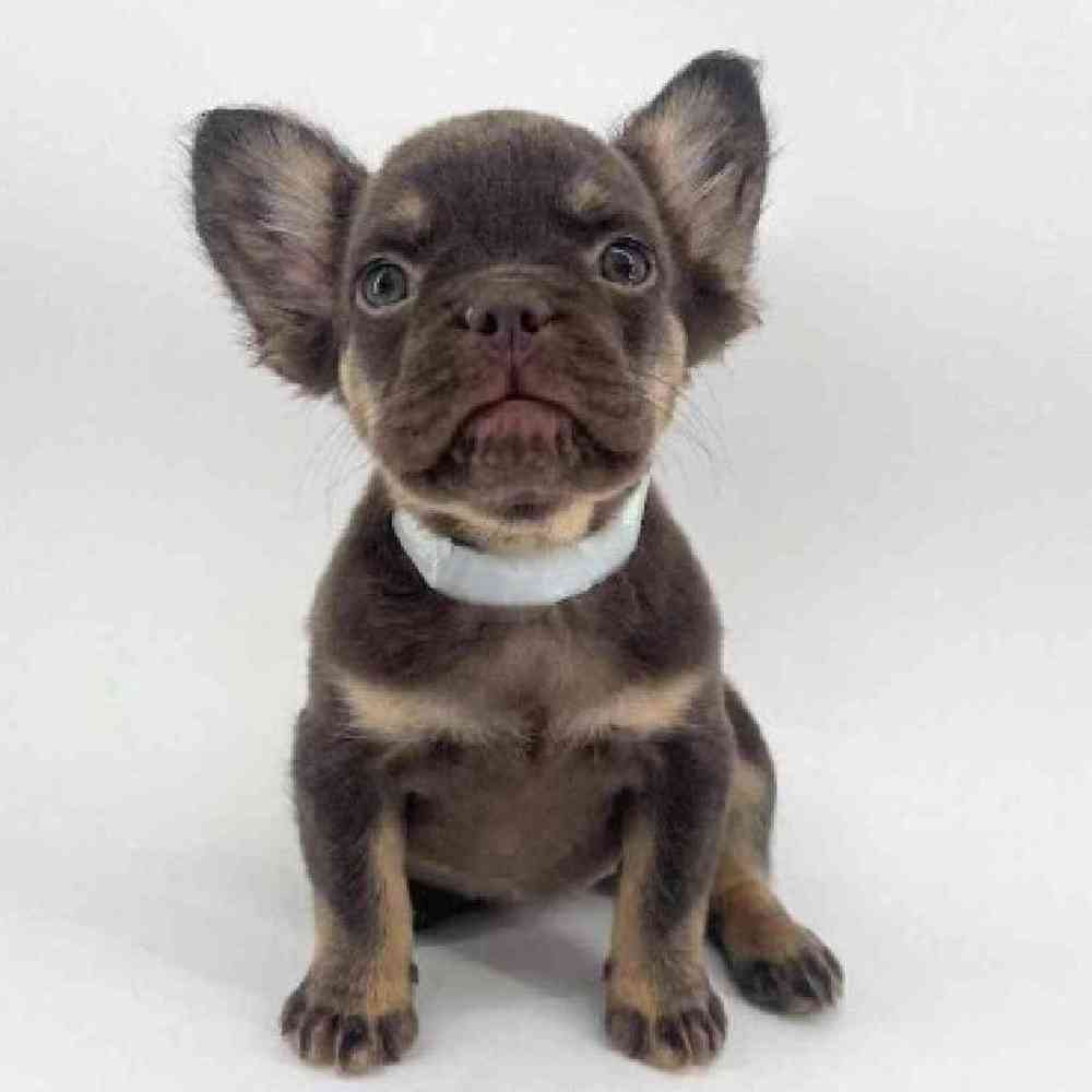 Image of a pet breed in the gallery