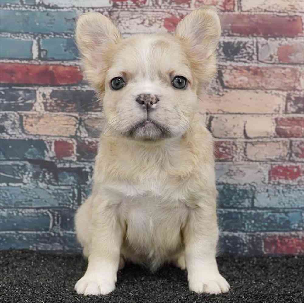 pet breed image
