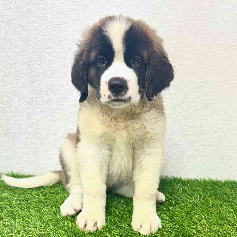 Image of a pet breed in the gallery