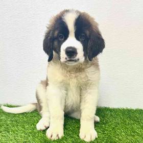 Saint Bernard