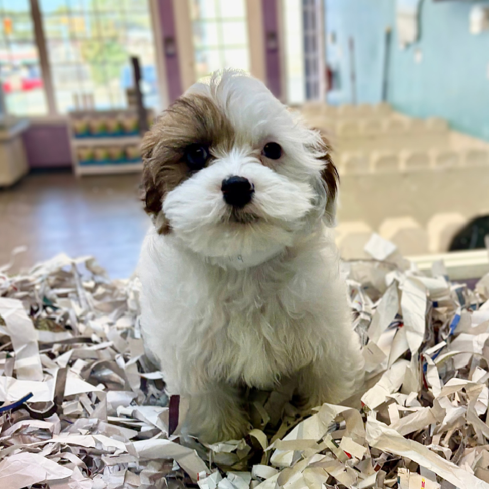 Image of a pet breed in the gallery