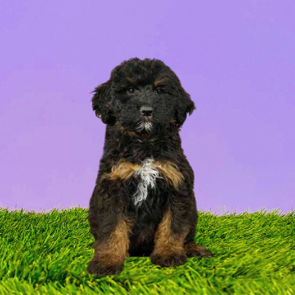 Male 2nd Gen Standard Bernedoodle Puppy for Sale in Marietta, GA