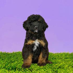 2nd Gen Standard Bernedoodle