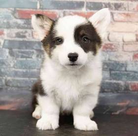 American Corgi