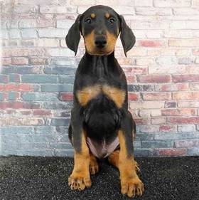 Doberman Pinscher