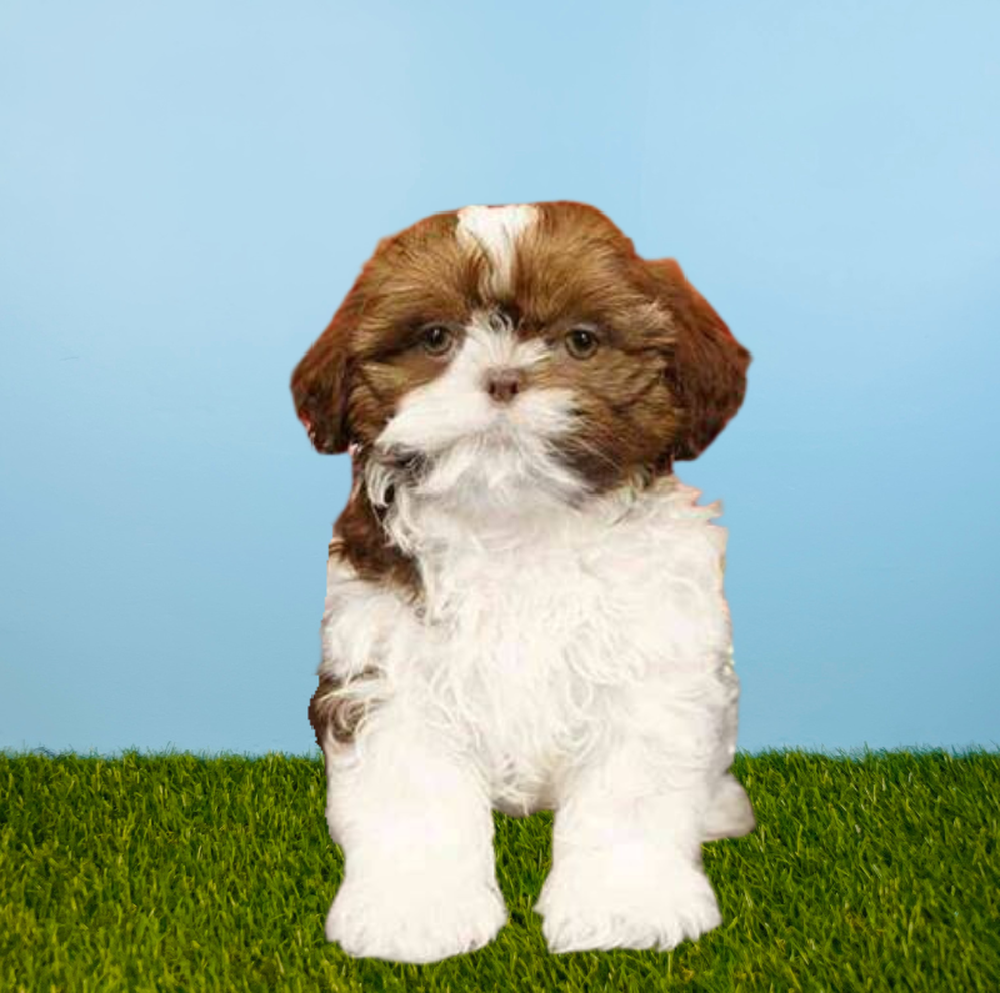 carousel pet images