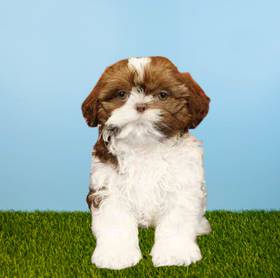 Shih Tzu