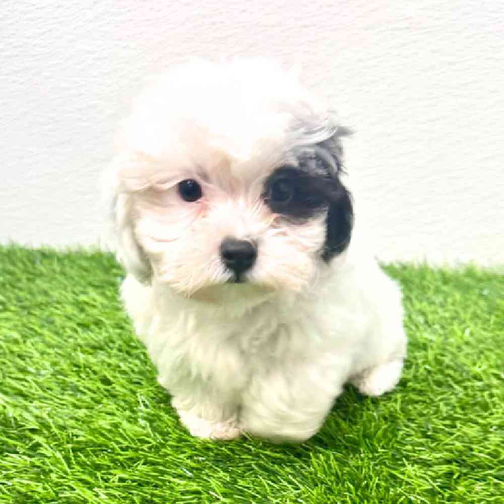 Image of a pet breed in the gallery