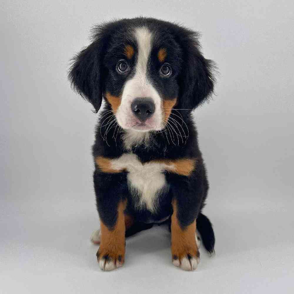 Image of a pet breed in the gallery