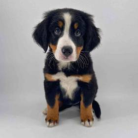 Bernese Mountain Dog