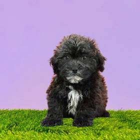 Lhasa-Poo