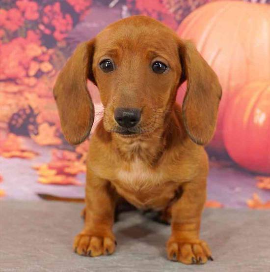 Dachshund