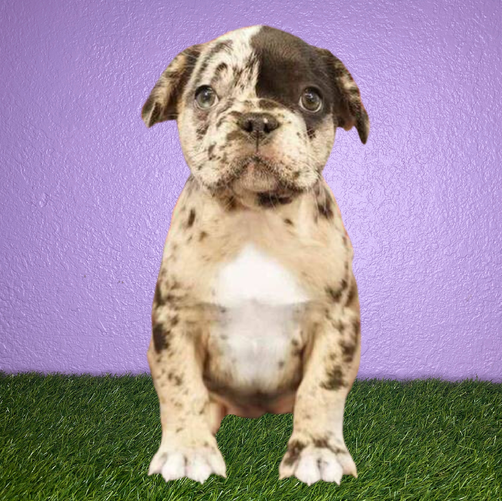 Female French Bulldog Puppy for Sale in New Braunfels, TX