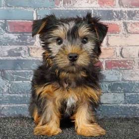 Yorkie