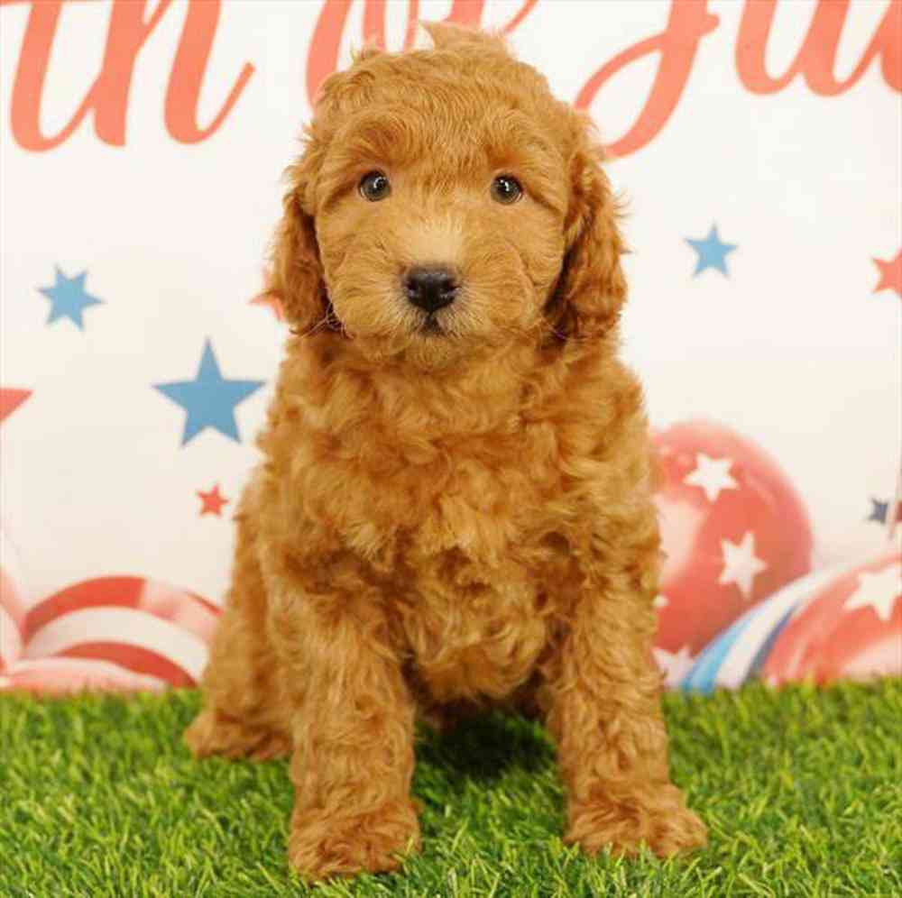 pet breed image