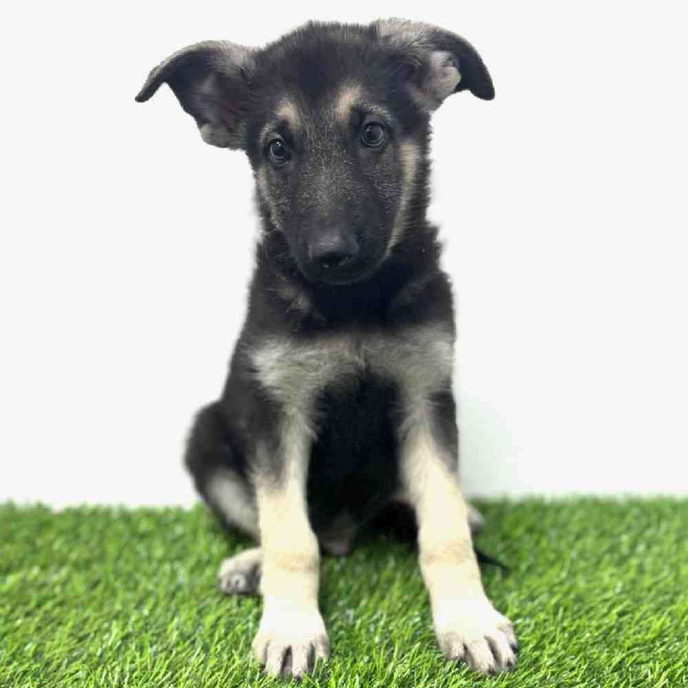 Image of a pet breed in the gallery