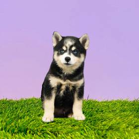 Pomsky