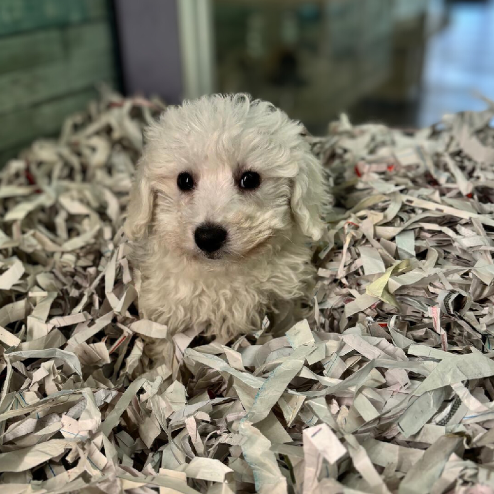 carousel pet images