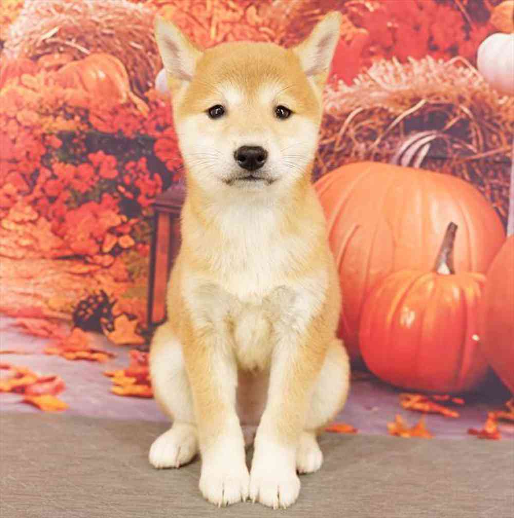 Image of a pet breed in the gallery