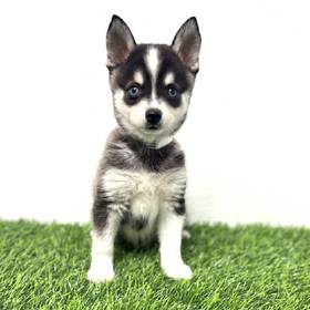 Alaskan Klee Kai