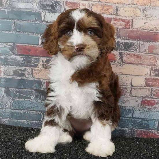 Cockapoo