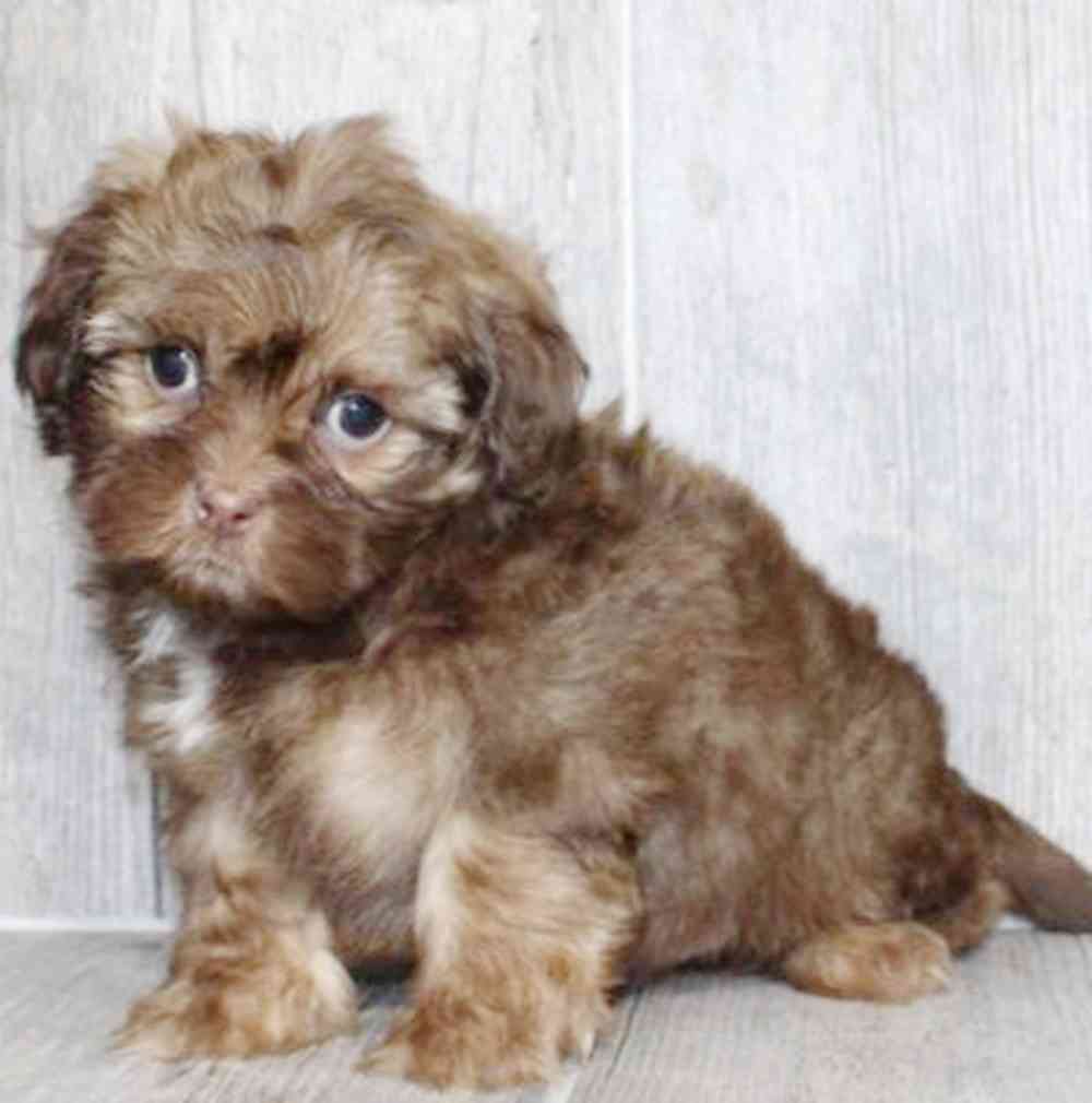 Image of a pet breed in the gallery