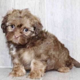 Shizapoo