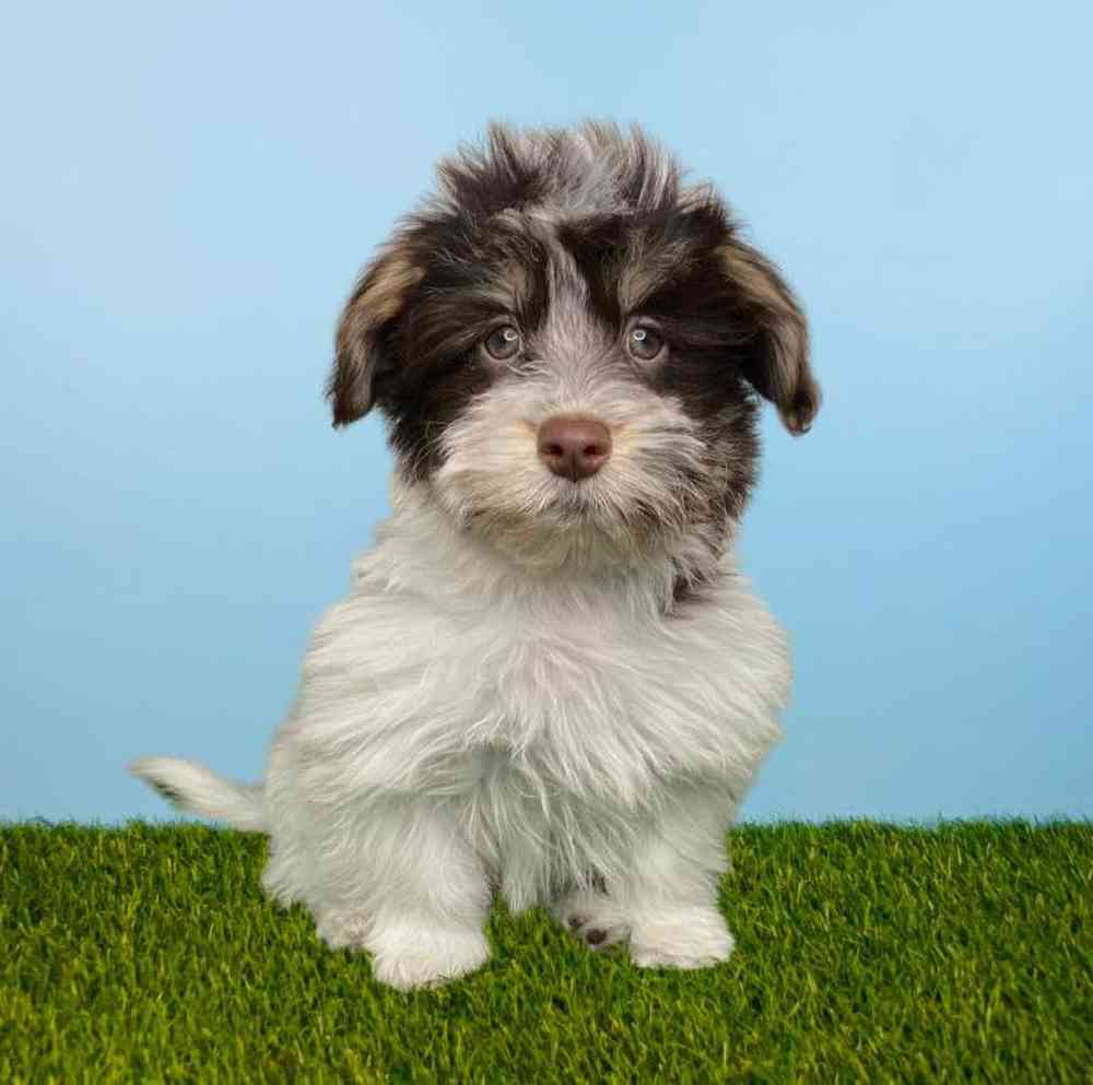 Male Havanese Puppy for Sale in Meridian, ID