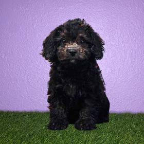 Shizapoo
