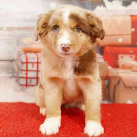 Mini Australian Shepherd