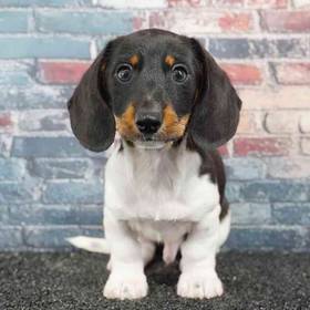 Dachshund