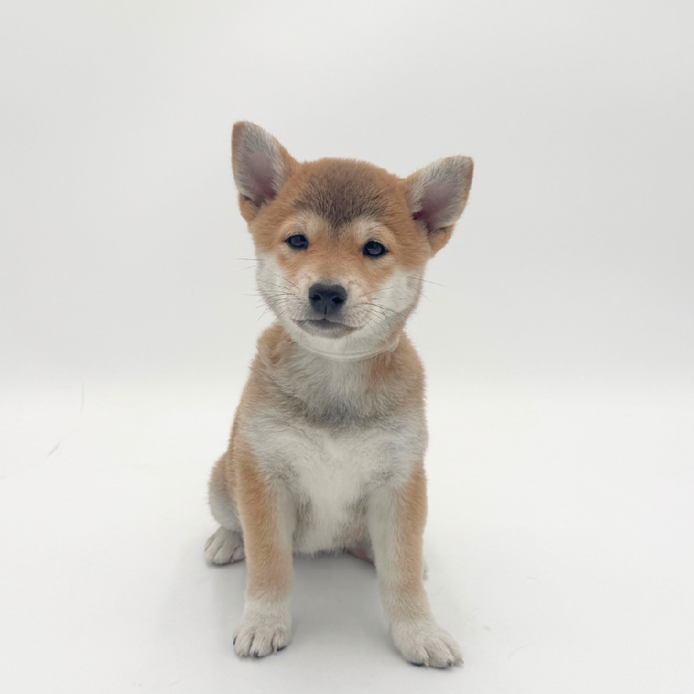 Image of a pet breed in the gallery