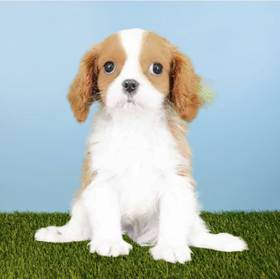 Cavalier King Charles Spaniel